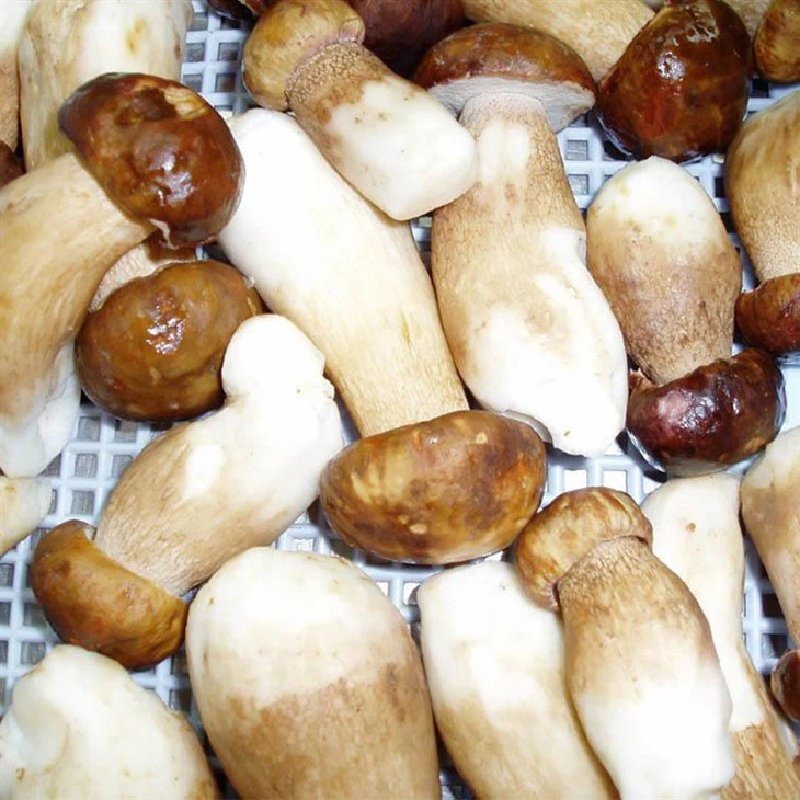 porcini mushrooms
