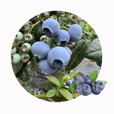 Sind gefrorene Blaubeeren gut für Sie?