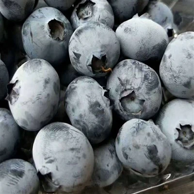 IQF gefrorene Blaubeeren